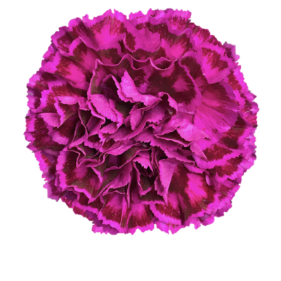 Гвоздика Nobbioviolet