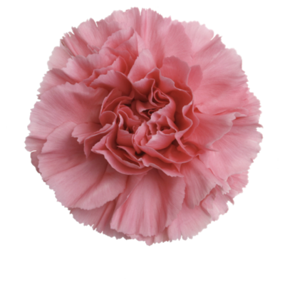 Гвоздика Pomarosa