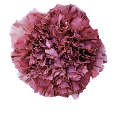 Гвоздика Viperwine