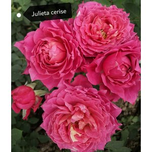 Роза кустовая Xflora Jukieta Cerise 