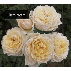Роза кустовая Xflora Julieta Cream 