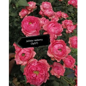 Роза кустовая Xflora ulieta Rasberry 