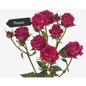 Роза кустовая Xflora Paseo 