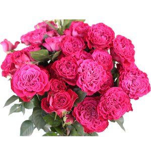 Роза кустовая Xflora Royal Magic 