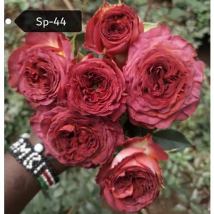 Роза кустовая Xflora Sp 44 