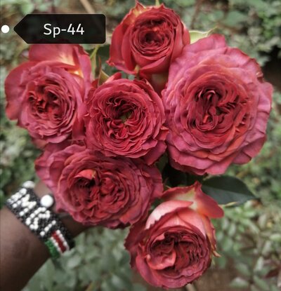 Роза кустовая Xflora Sp 44 