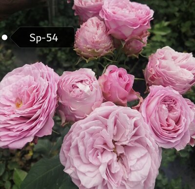 Роза кустовая Xflora Sp 54 