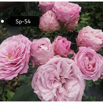 Роза кустовая Xflora Sp 54 