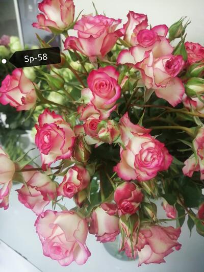 Роза кустовая Xflora Sp 58
