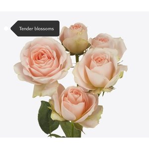Роза кустовая Xflora Tender Blossoms 