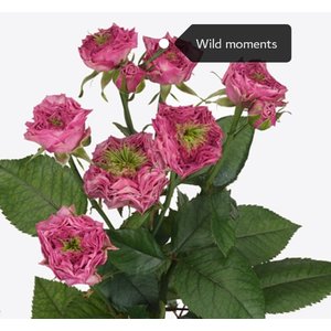 Роза кустовая Xflora Wild Moments 