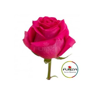 Роза Pink Floyd