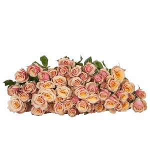 Роза кустовая Antigua