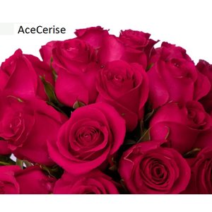 Роза одноголовая Ace Cerise 