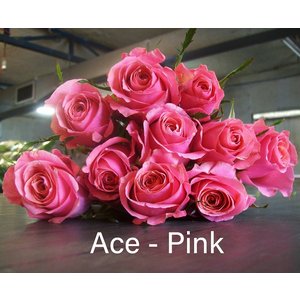 Роза одноголовая Ace-Pink 