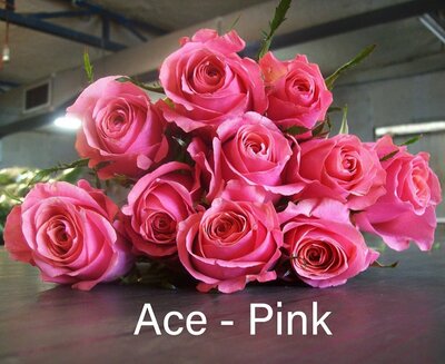 Роза одноголовая Ace-Pink 