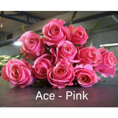 Роза одноголовая Ace-Pink 