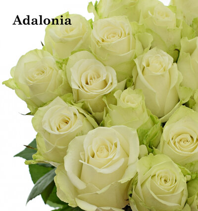 Роза одноголовая Adalonia 