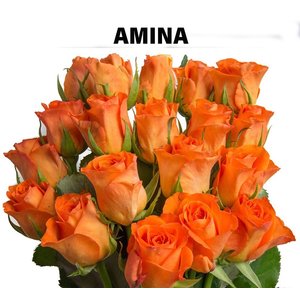 Роза одноголовая Amina 
