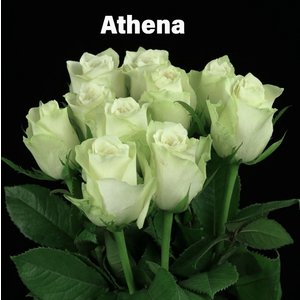 Роза одноголовая Athena 