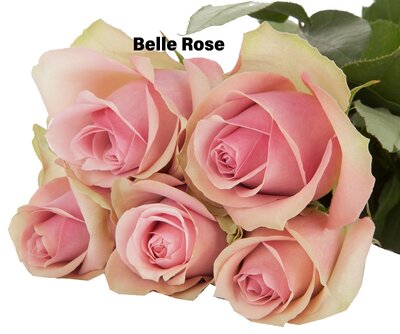 Роза одноголовая Belle Rose 