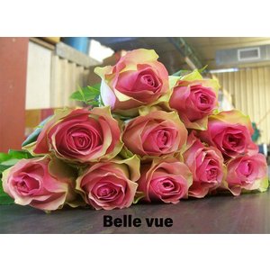 Роза одноголовая Belle Vue 