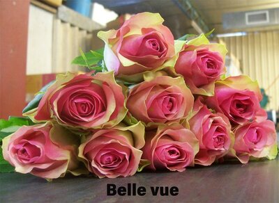 Роза одноголовая Belle Vue 