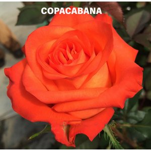 Роза одноголовая Copacabana 