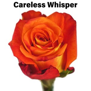 Роза одноголовая Careless Whisper 