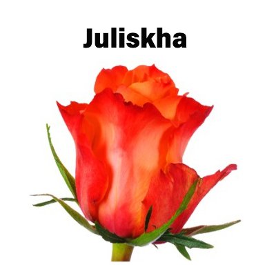 Роза одноголовая Juliskha 