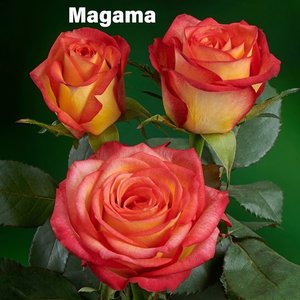 Роза одноголовая Magama 