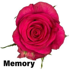 Роза одноголовая Memory 