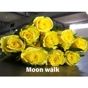 Роза одноголовая Moon Walk 