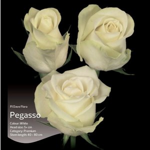 Роза одноголовая Pegasso 