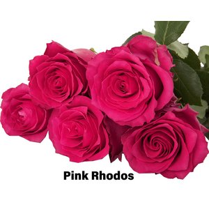 Роза одноголовая Pink Rhodos 