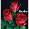 Роза одноголовая Rhodos 