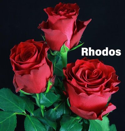 Роза одноголовая Rhodos 