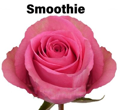 Роза одноголовая Smoothie 