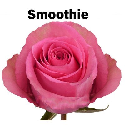 Роза одноголовая Smoothie 