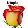 Роза одноголовая Utopia 