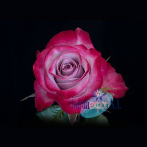 Роза Deep Purple из Эквадора