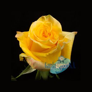 Роза High Yellow Magic