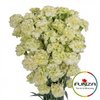 Гвоздика кустовая Brocoli