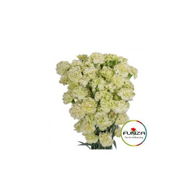 Гвоздика кустовая Brocoli