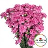 Гвоздика кустовая Lolly Pop Violet