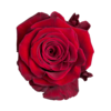 Роза Xflora ABBA RED CLASSIC