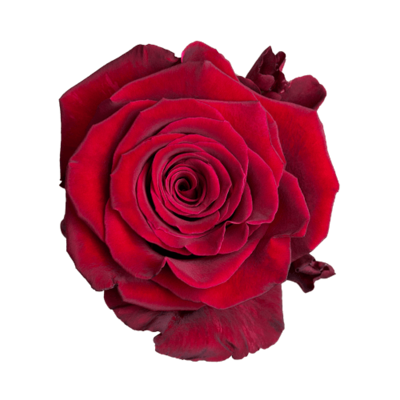 Роза Xflora ABBA RED CLASSIC