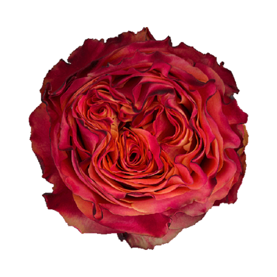 Роза садовая Xflora ACAPULCO ORANGE 500