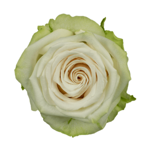 Роза Xflora ADALONIA WHITE CLASSIC