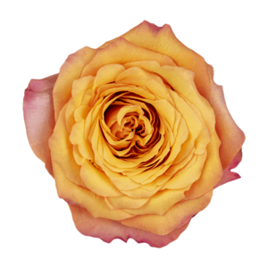 Роза садовая Xflora ALHAMBRA BI ORANGE  